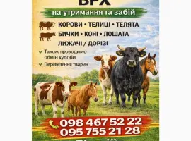 Зображення для оголошення Куплю Врх