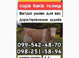 Зображення для оголошення Закупка КРС