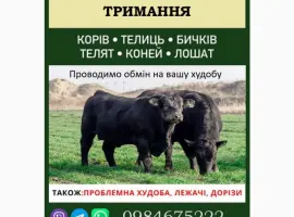 Зображення для оголошення ВРХ дорого