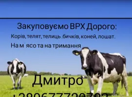 Зображення для оголошення Купимо: ВРХ