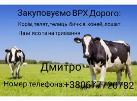 Зображення для оголошення Закуповуємо