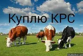 Зображення для оголошення ДОРОГО Корови на тримання та Мясо В Сумской Обл