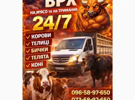 Зображення для оголошення Закуповуємо ВРХ Корови Коні Бички Телиці Телята На М'ясо На Тримання