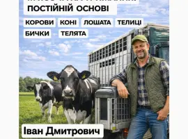 Зображення для оголошення Закуповуємо Велику Рогату Худобу : ВРХ. Корови.Коні.Бички.Телиці. На М'ясо Та На Тримання