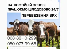 Зображення для оголошення Купити Велику Рогату Худобу : Корови. Бичок. Телиці. Коні. На М'ясо Та На Тримання
