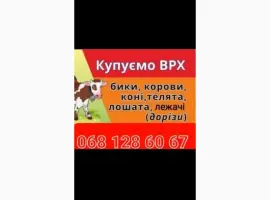 Зображення для оголошення Купить Врх На Мясо Та На Тримання