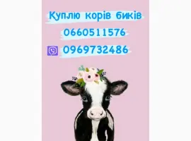 Зображення для оголошення Бики та корови куплю дорого