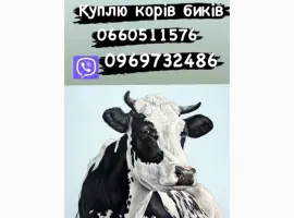 Зображення для оголошення Закупка скота Биків та корови різних порід
