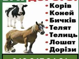 Зображення для оголошення Закупка коней та ВРХ