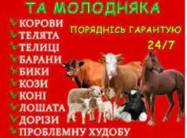 Зображення для оголошення Заготівля врх та коней на мясо та тримання