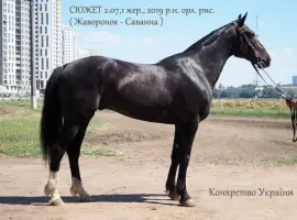 Зображення для оголошення Породистиій вороний жеребец рисак в продажу