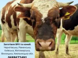 Зображення для оголошення Купуємо у населення ВРХ та коней