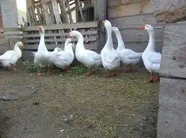 Зображення для оголошення Продам стадо белых гусей