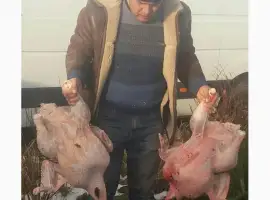 Зображення для оголошення Індичата бройлерні тяжкого кросу Київ