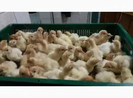 Зображення для оголошення БИГ 6 индюшата. Продажа. Розница 95грн