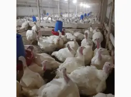 Зображення для оголошення Продам суточных индюшат породы Биг-6