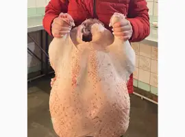 Зображення для оголошення Виробник! Продам індичат Big-6
