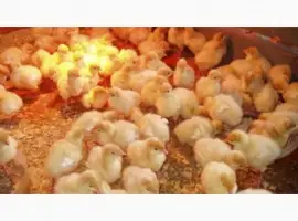 Зображення для оголошення Продам индюшат Биг-6