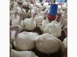 Зображення для оголошення Продам индюшонка БИГ 6