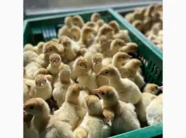 Зображення для оголошення Продам индюшат