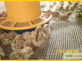 Зображення для оголошення Перепела суточные и молодняк Феникс Золотистый - Бройлер (селекция Франции)