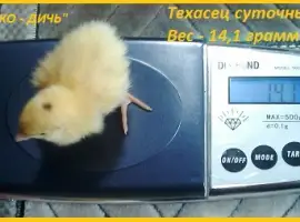Зображення для оголошення Эксклюзивная-селекция суточных перепелят