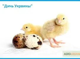 Зображення для оголошення Эксклюзивные перепела