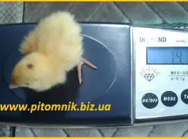 Зображення для оголошення Перепела на маточное стадо