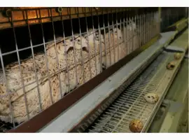 Зображення для оголошення Продам молодняк Перепела