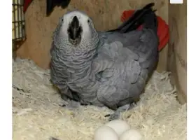 Зображення для оголошення African Grey Parrots and parrots eggs for sale