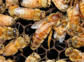 Зображення для оголошення Продам бджоломаток ligustica Італійської породи