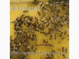 Зображення для оголошення Пчелиные плодные матки молодые (меченые) Карпатка