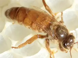 Зображення для оголошення Apis mellifera ligustica