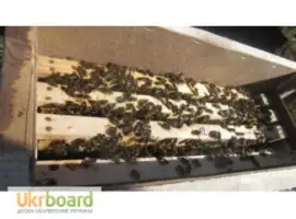 Зображення для оголошення Продам пчелопакеты