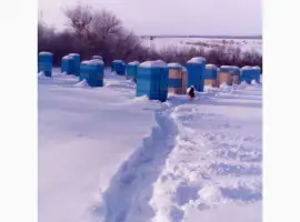Зображення для оголошення Продам пчелосемьи