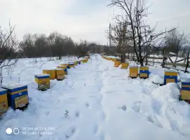 Зображення для оголошення Продам семьи пчел 50 шт.