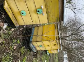 Зображення для оголошення Продам бджолосімї