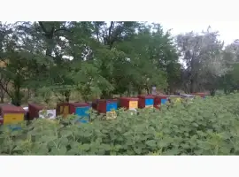 Зображення для оголошення Продам бджолосімї 2026