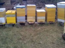 Зображення для оголошення Продам пчелосемьи