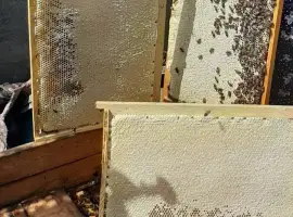 Зображення для оголошення Продам бджолосім'ї Карпатки