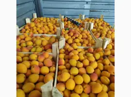 Зображення для оголошення Продам абрикосы