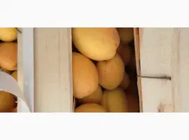 Зображення для оголошення Продам абрикосы из Молдовы отличного качества