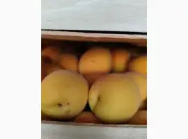 Зображення для оголошення Продам молдавский абрикос
