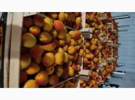 Зображення для оголошення Продам молдавский абрикос отличного качества