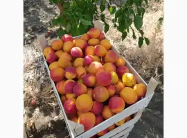 Зображення для оголошення Абрикос из солнечной Малдовы