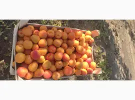 Зображення для оголошення Продам качественный сладкий абрикос