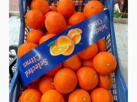 Зображення для оголошення Продаємо Мандарин Нова