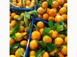 Зображення для оголошення Продаємо мандарини Клементин