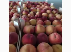 Зображення для оголошення Продам персик сорт ретхавен