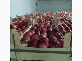 Зображення для оголошення Продам нектарин